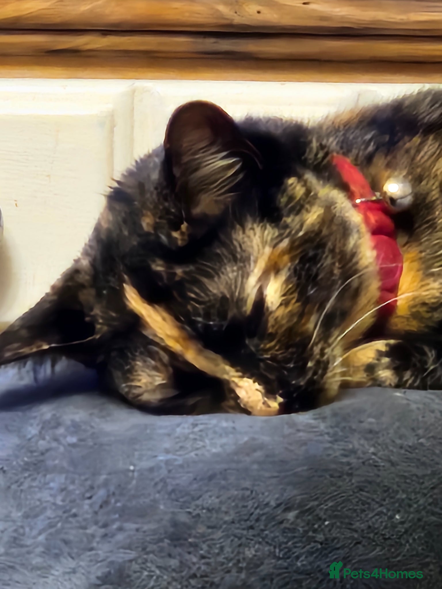 Mixed Breed cats Kittens wanting good loving homes - Advert 1