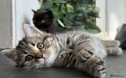 Persian cats for sale: 3 Stunning Female Kittens for Sale  - Image 23