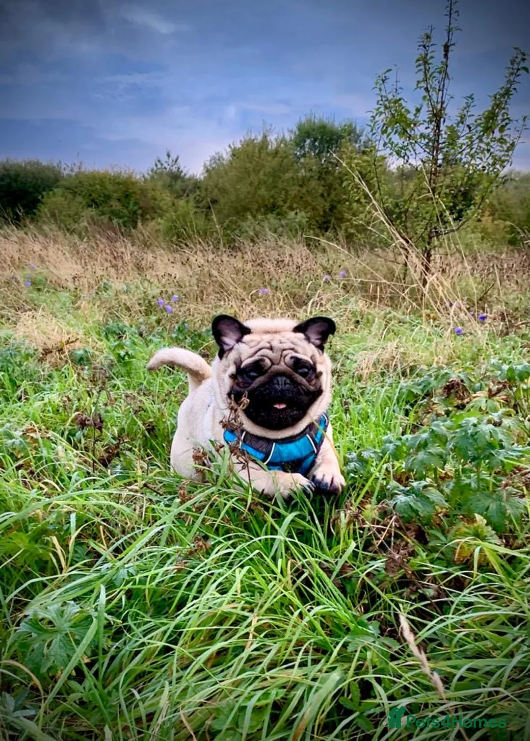 Pug dogs for stud: Fawn Pug, Stud Service Only. KC Reg, Health Tested in Doncaster - Advert 5
