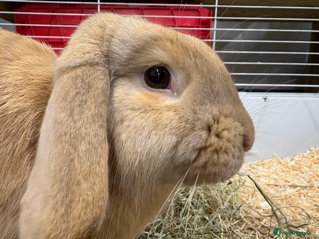 Dwarf Lop rabbits for sale: Male Dwarf lop Ready now 🐰♥️🐰  - Advert 5
