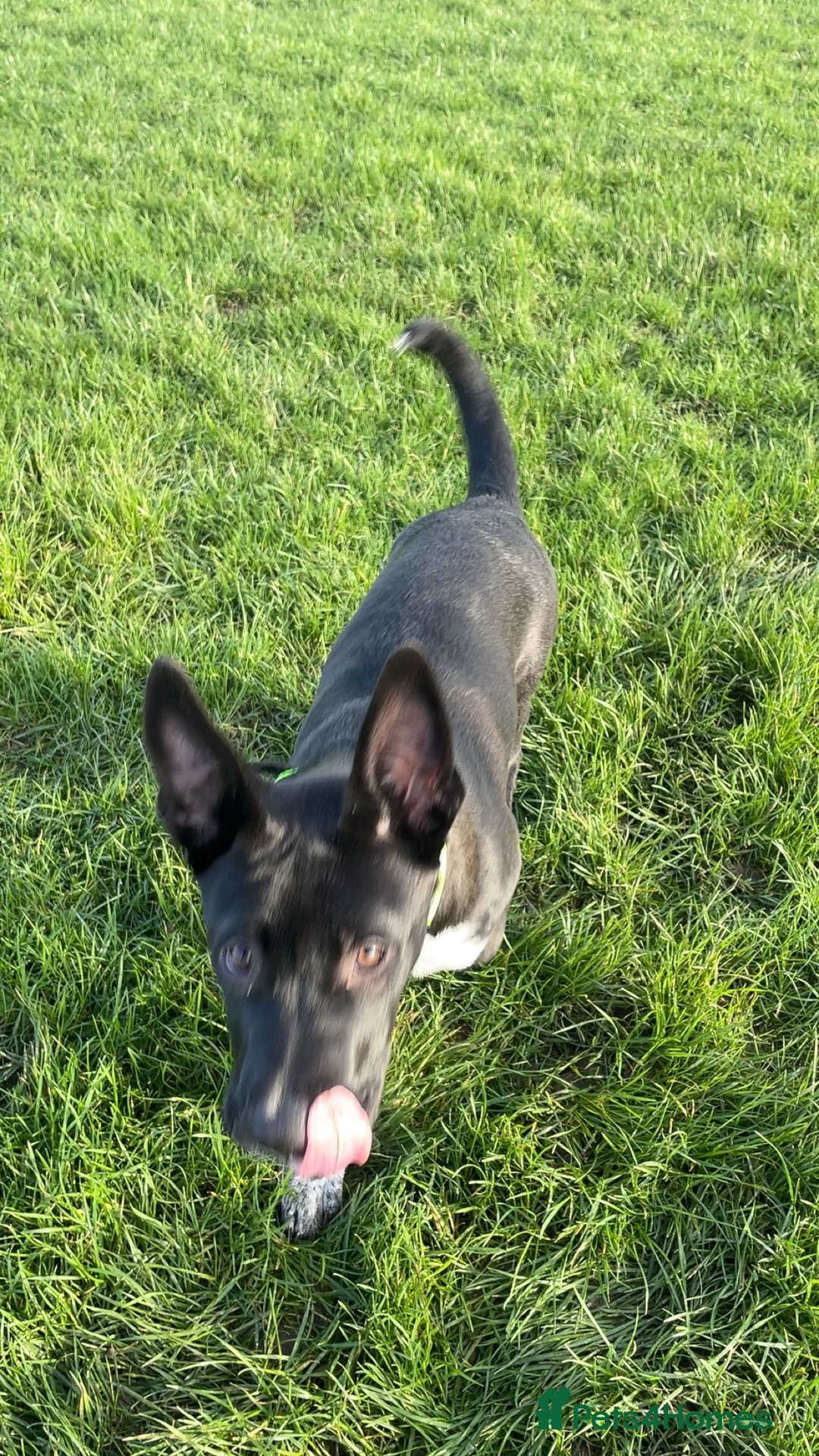 Mixed Breed dogs for sale: Diesel  - Advert 3