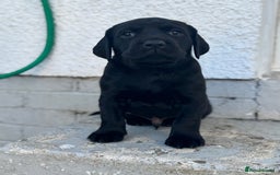 Mixed Breed dogs for sale: LAST PUPPY ❤️ - Image 4