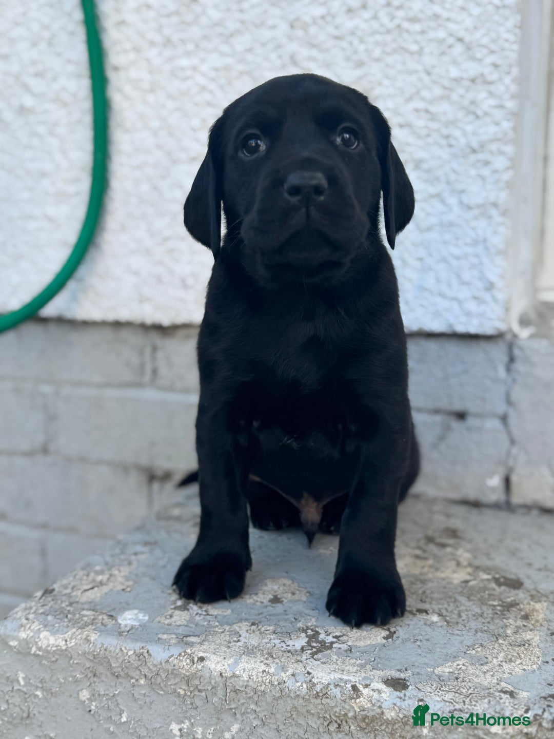 Mixed Breed dogs for sale: LAST PUPPY ❤️ - Image 4