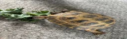 Tortoise reptiles for sale: Horsfield tortoises  - Advert 4