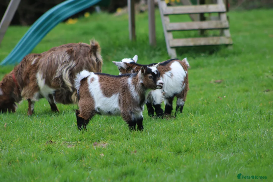 Goats livestock for sale: Pygmy Goat Club registered wether - Advert 3