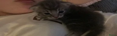 Kitten 3