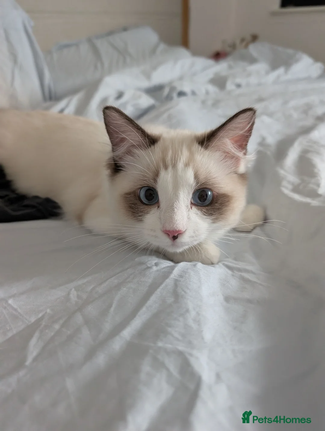 Ragdoll cats for sale: Seal bicolour ragdoll boy - Advert 1