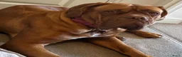 Dogue De Bordeaux dogs for sale: Magnificent Puppies Seeking Loving Homes in Belfast - Advert 10