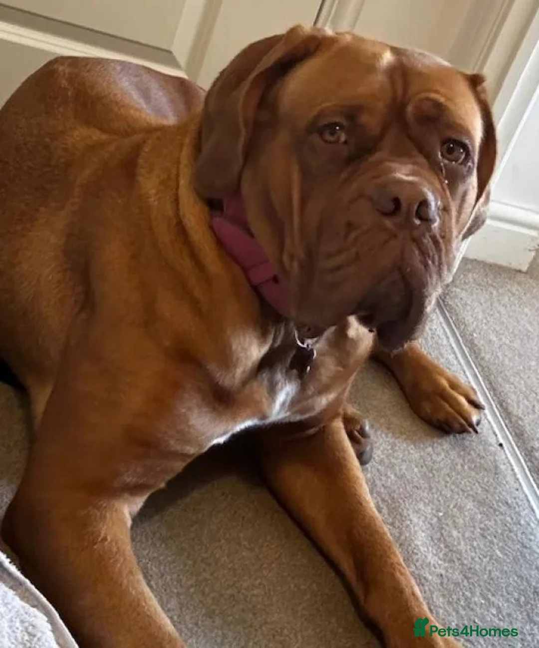 Dogue De Bordeaux dogs for sale: Magnificent Puppies Seeking Loving Homes in Belfast - Advert 10