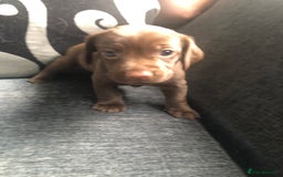 Mixed Breed dogs for sale: Miniature dachshund x springer spaniel puppies  - Image 1