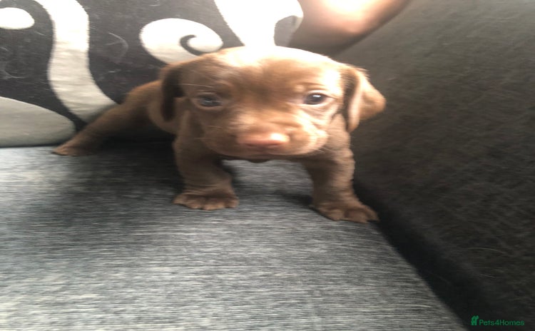 Mixed Breed dogs - Advert 1