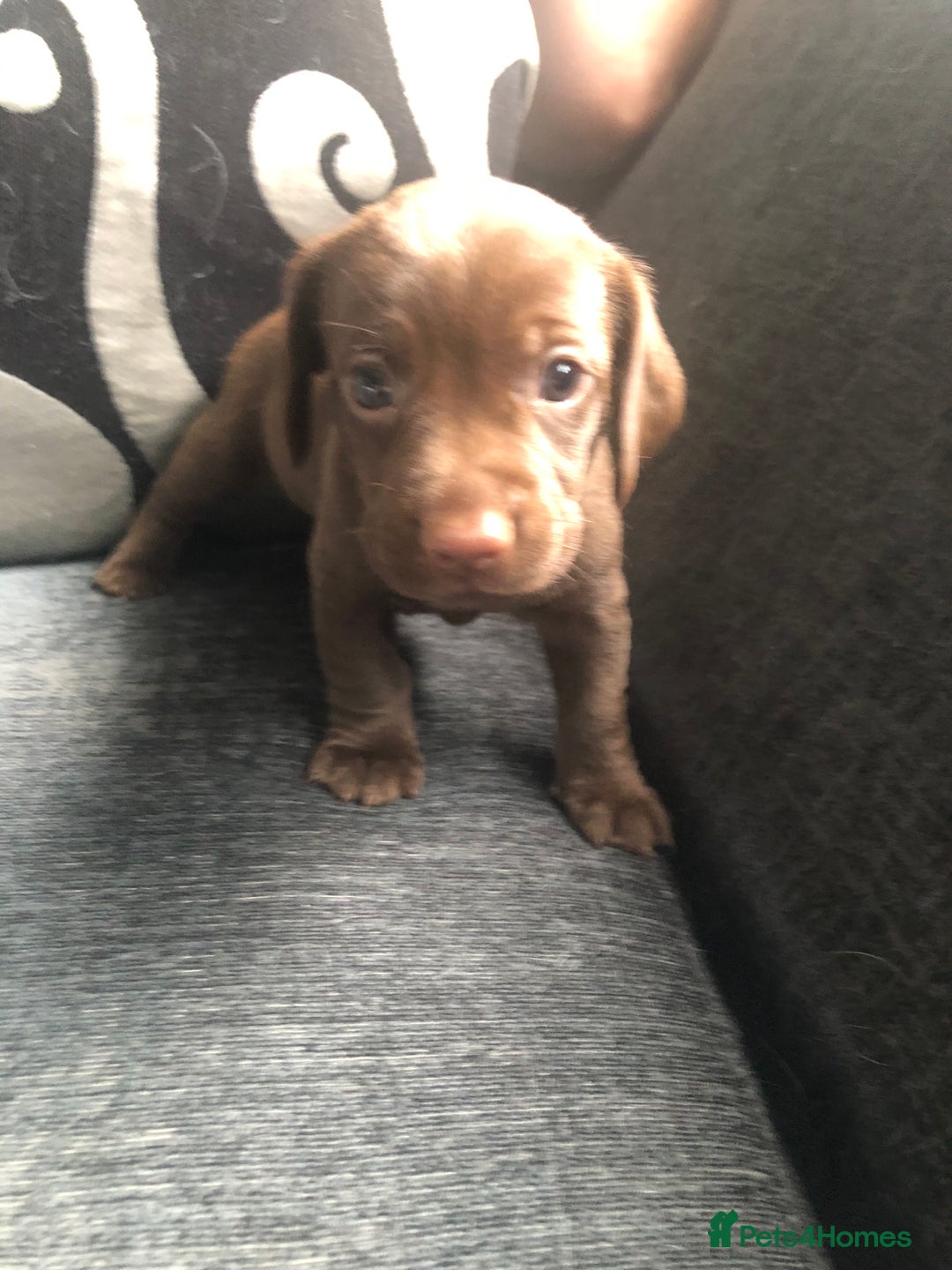 Mixed Breed dogs for sale: Miniature dachshund x springer spaniel puppies  - Image 1