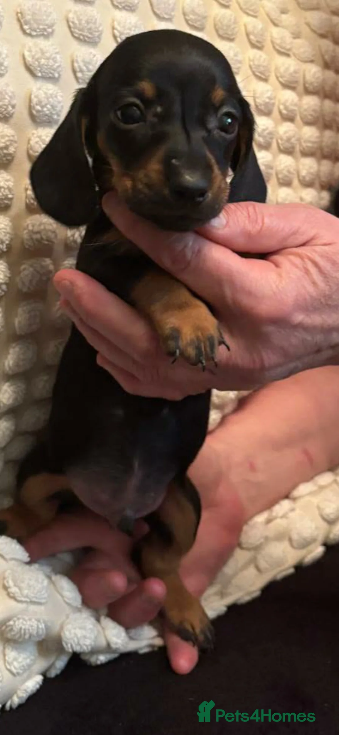 Miniature Dachshund dogs for sale: Looking for forever home  in Wednesbury - Advert 2