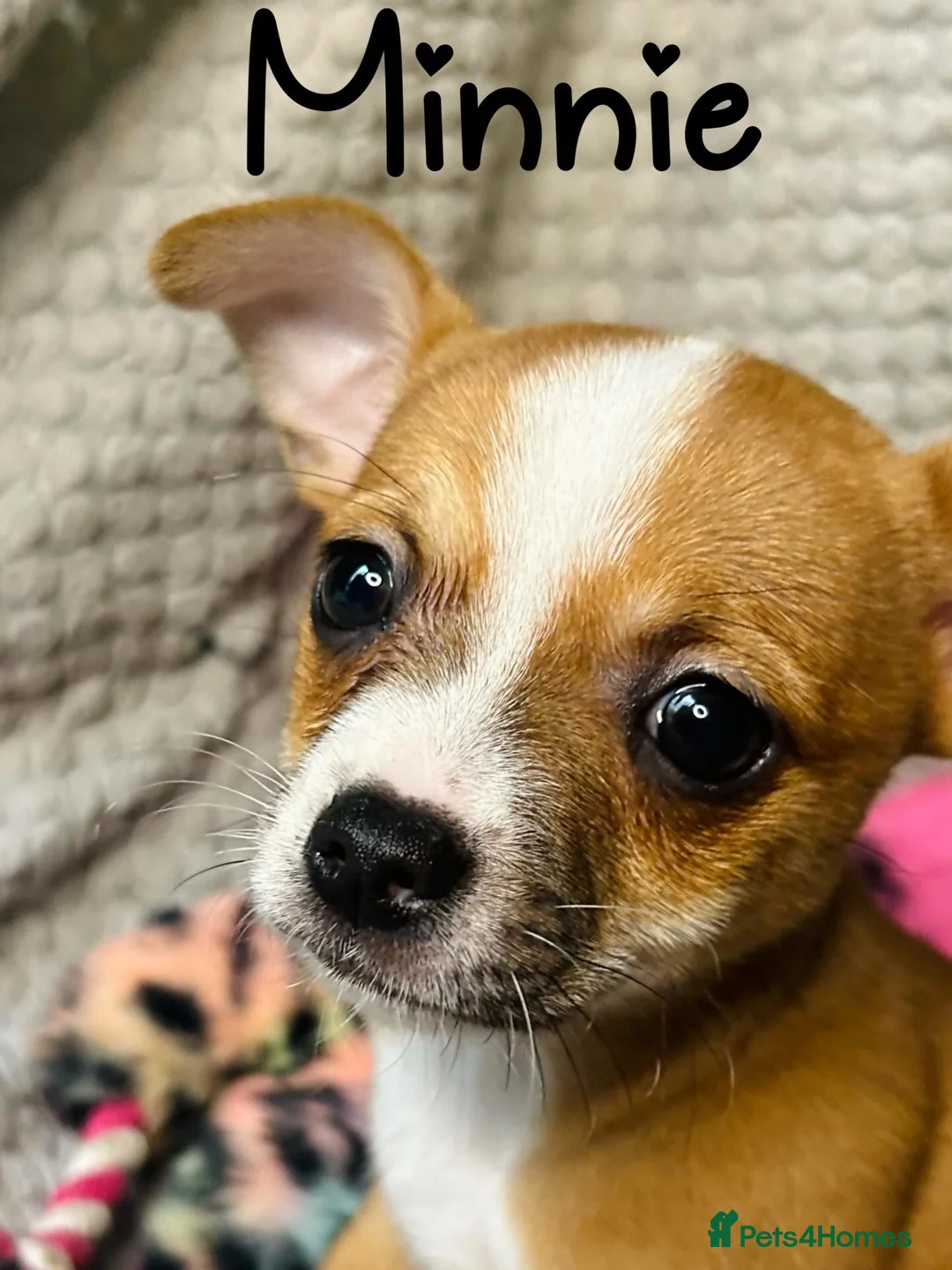 Pomchi dogs for sale: 5 Pomchi pups available now in Omagh - Advert 2