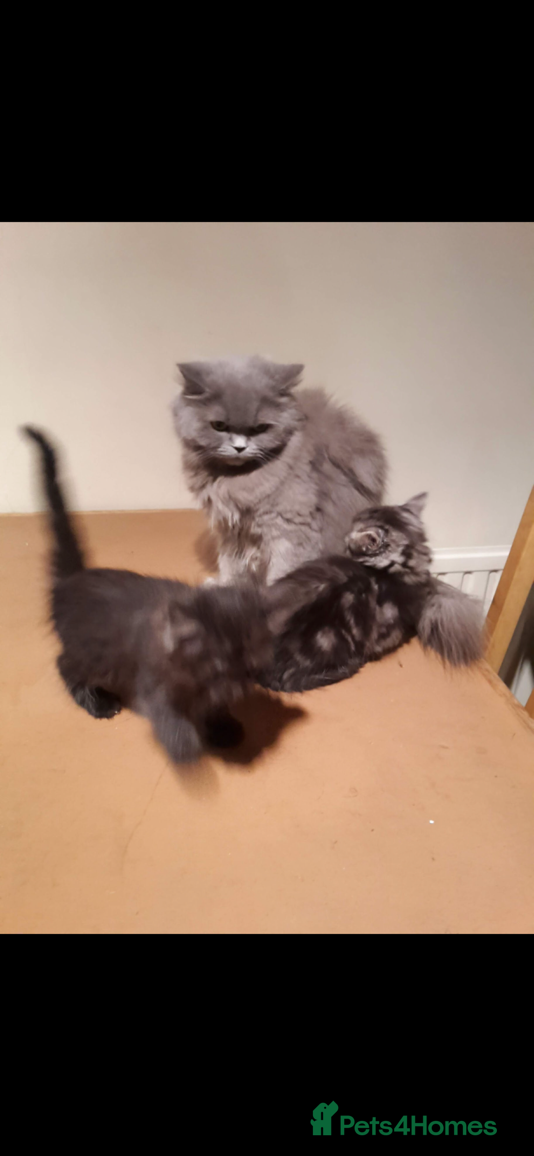Mixed Breed cats for sale: An absolute gorgeous litter of Maine coon kittens - Image 6