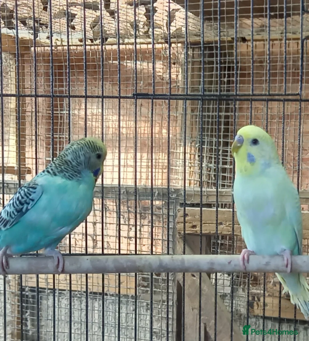 Budgerigars birds for sale: Budgies for sale - Advert 1