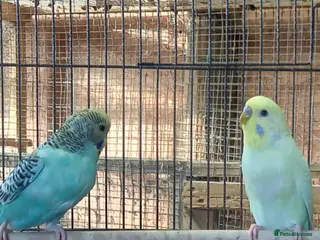 Budgerigars birds Budgies for sale - Advert 1