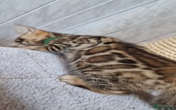 Bengal cats for sale: Pure Bengal kittens ❤️  - Image 12