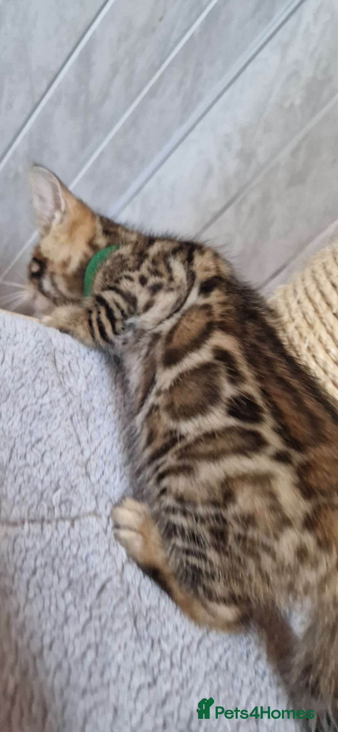 Bengal cats for sale: Pure Bengal kittens ❤️  - Image 12