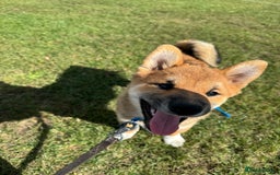 Japanese Shiba Inu dogs for sale: 🐾 Shiba Inu Puppies Available in London - Image 16