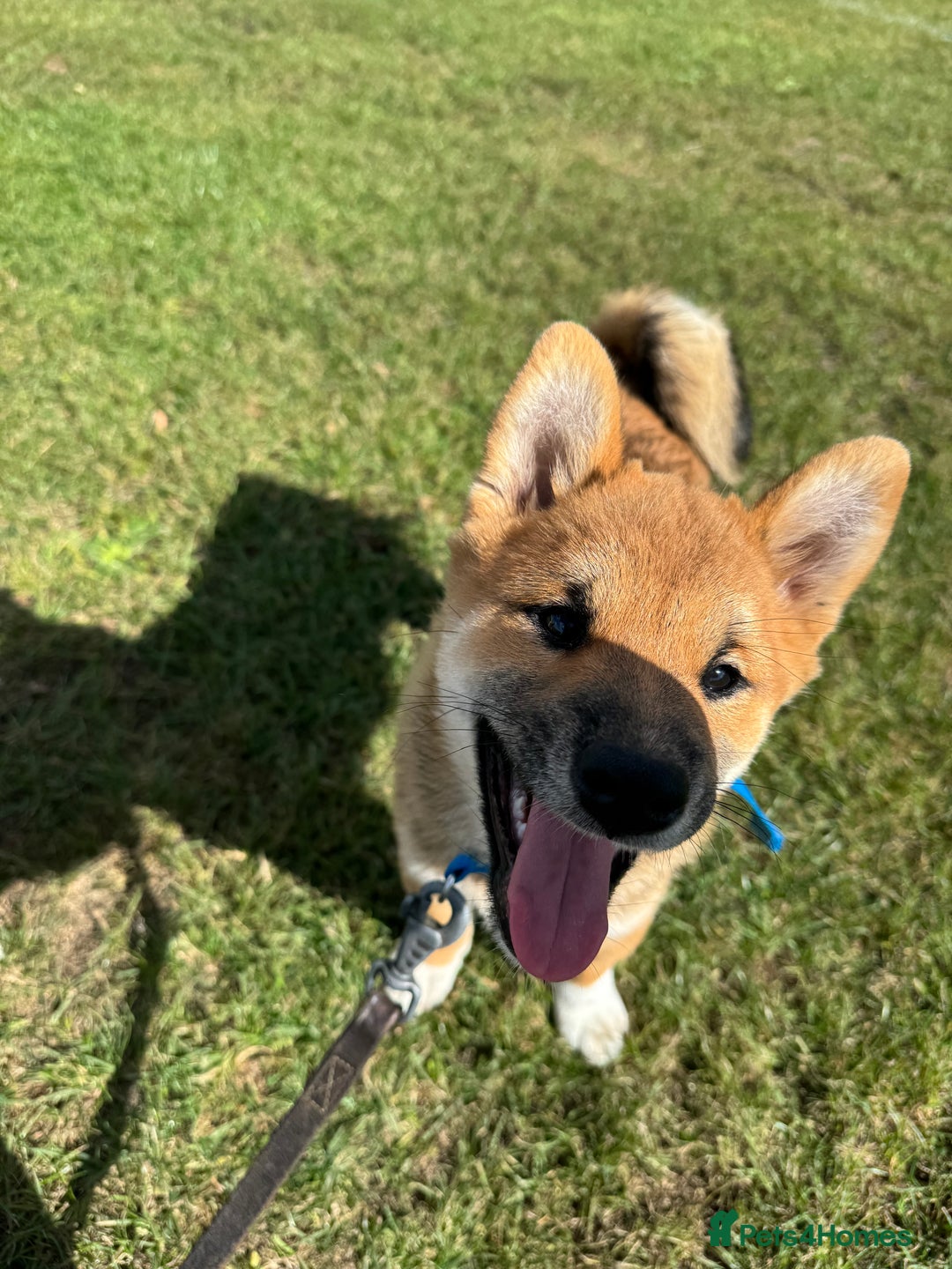 Japanese Shiba Inu dogs for sale: 🐾 Shiba Inu Puppies Available in London - Image 16