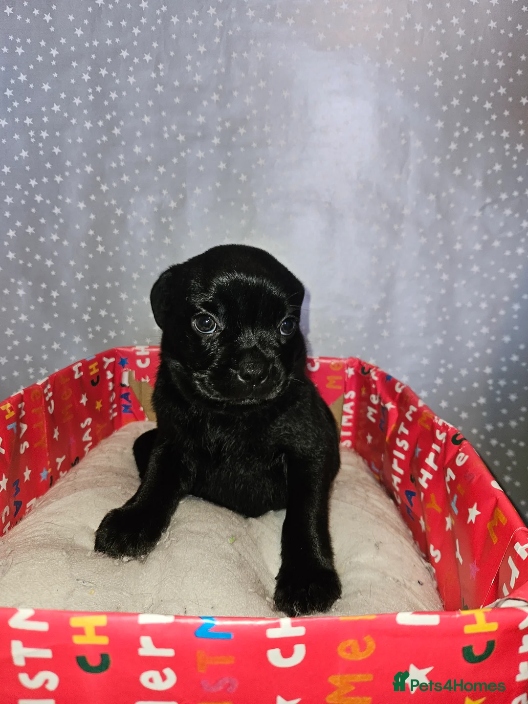 Mixed Breed dogs for sale: Pug x staff & pug x staff x chihuahua puppies  - Advert 7