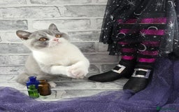 British Shorthair cats for sale: CHAMPION SIRED GCCF REG BSH BLUE BI MALE KITTEN - Image 4