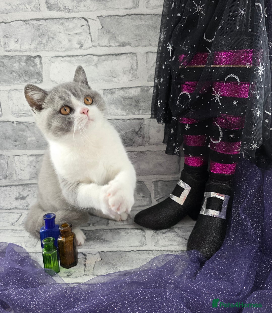 British Shorthair cats for sale: CHAMPION SIRED GCCF REG BSH BLUE BI MALE KITTEN - Image 4