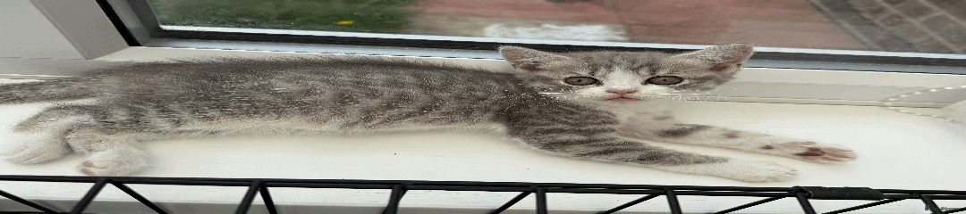 British Shorthair Kitten 4