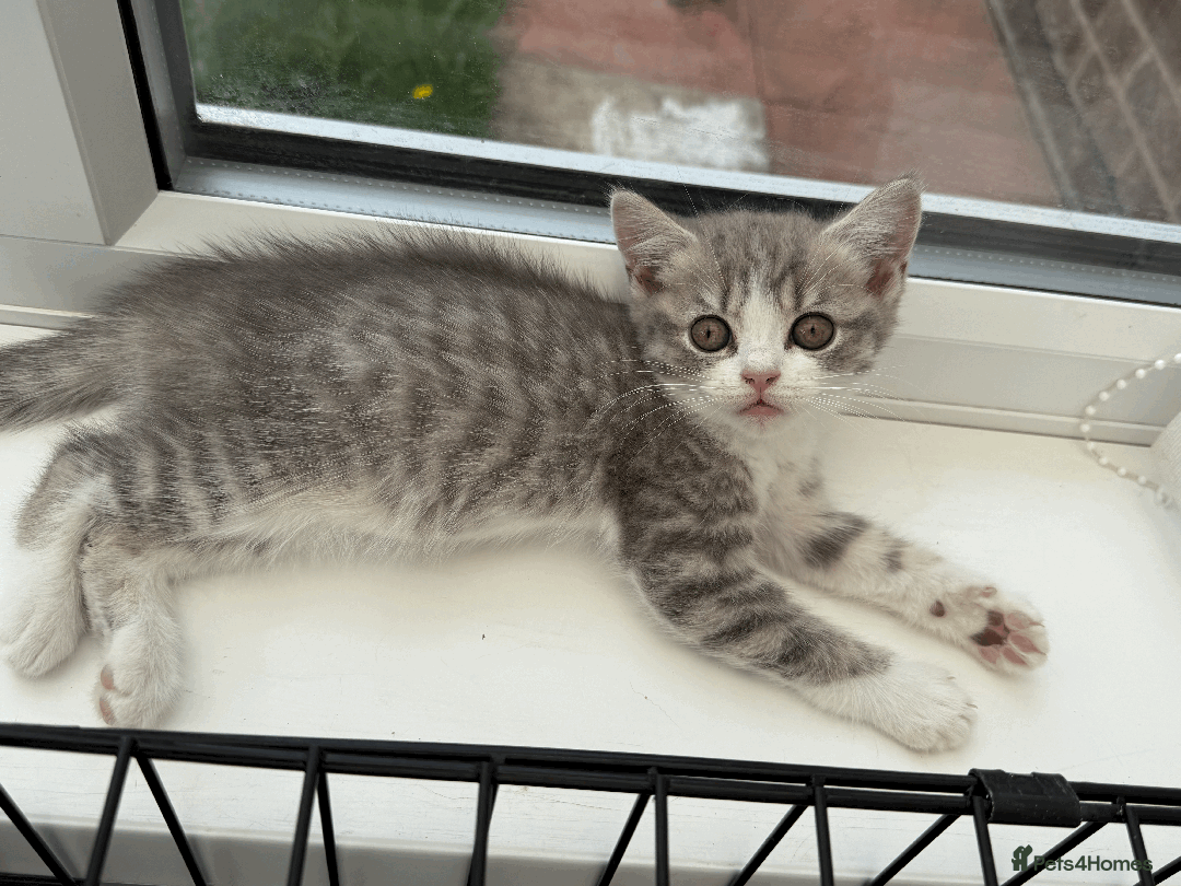 British Shorthair cats for sale: 4 british short Haired kittens for sale  - Image 7