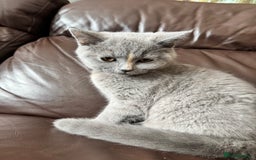 British Shorthair cats for sale: lovely BSH kittens for sale - 2 girls left in Livingston - Image 9