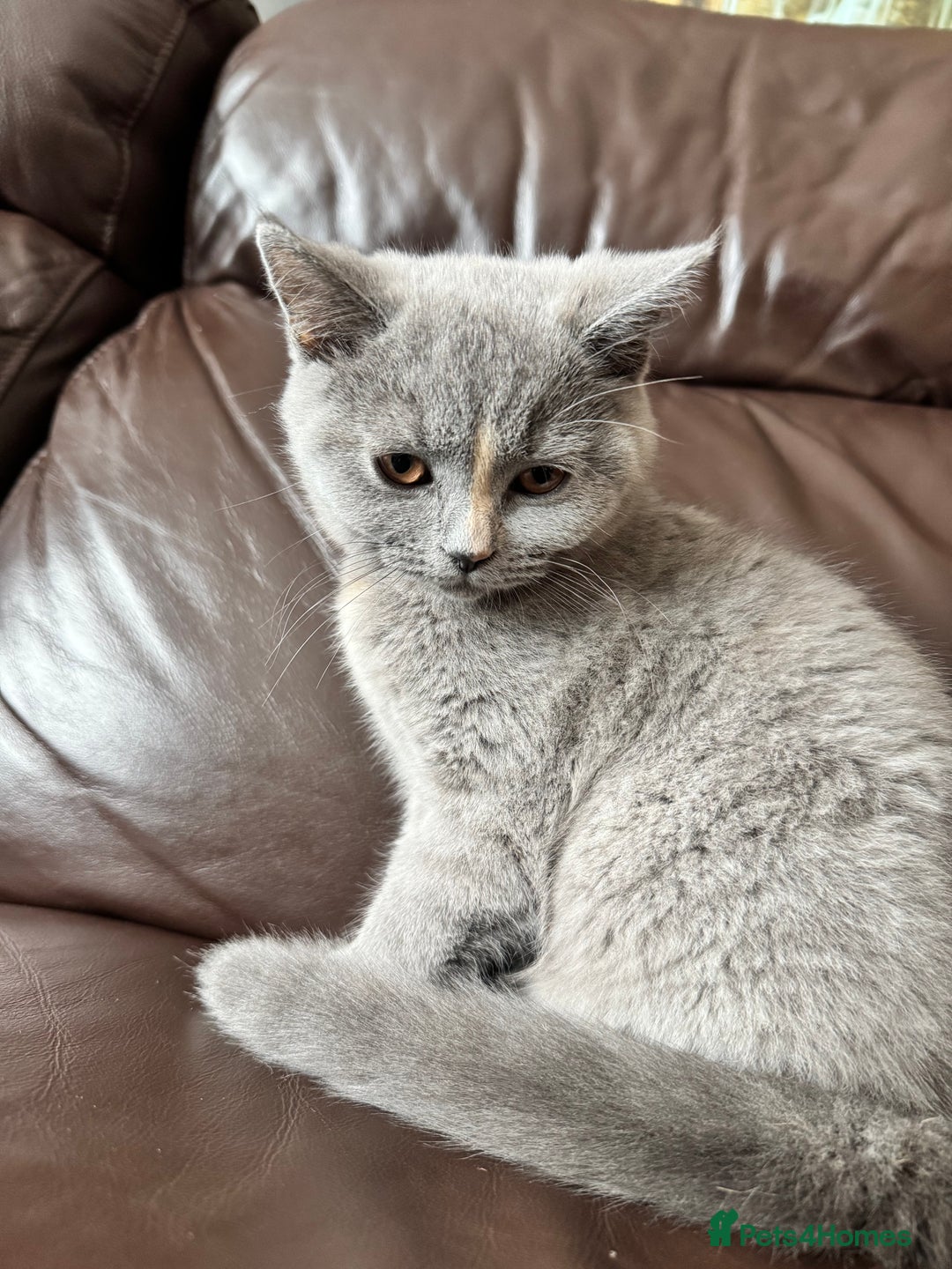 British Shorthair cats for sale: lovely BSH kittens for sale - 2 girls left in Livingston - Image 9