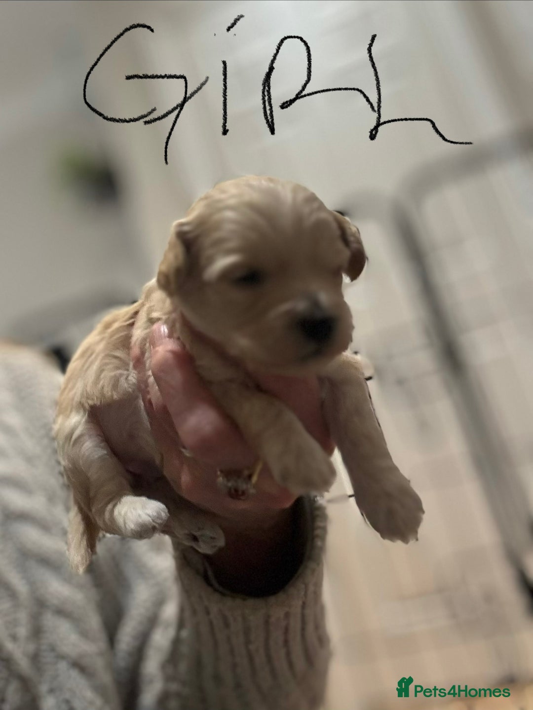 Maltipoo dogs for sale: Maltipoo pups  - Advert 2