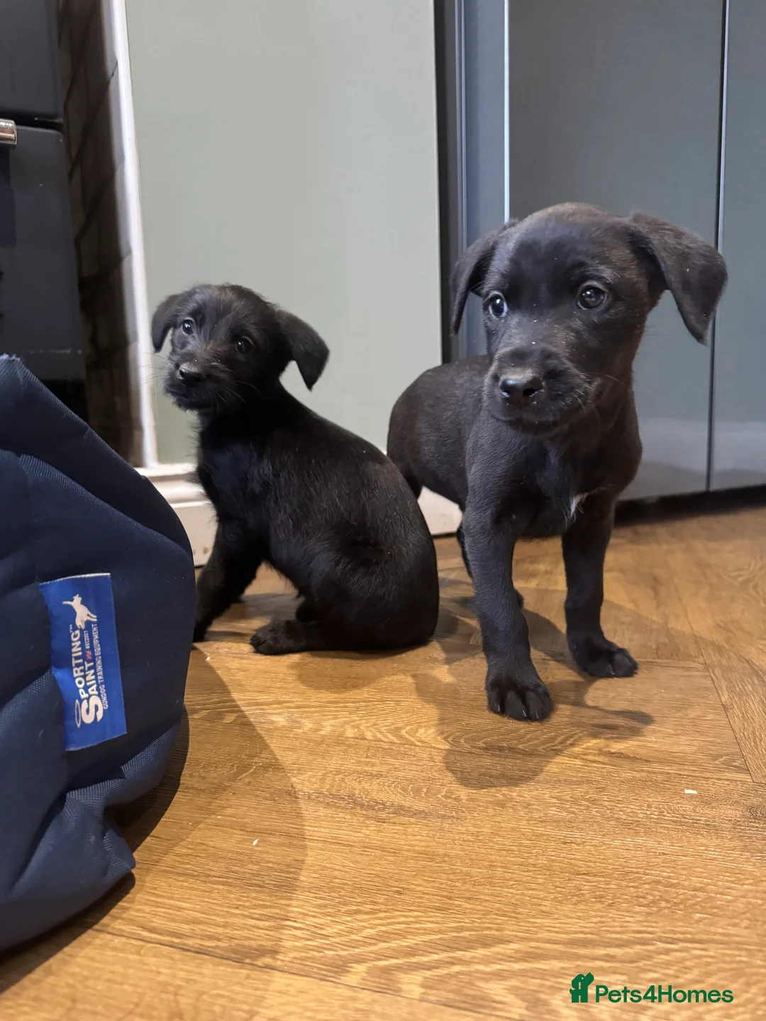 Mixed Breed dogs for sale: Labrador X lurcher  - Advert 9