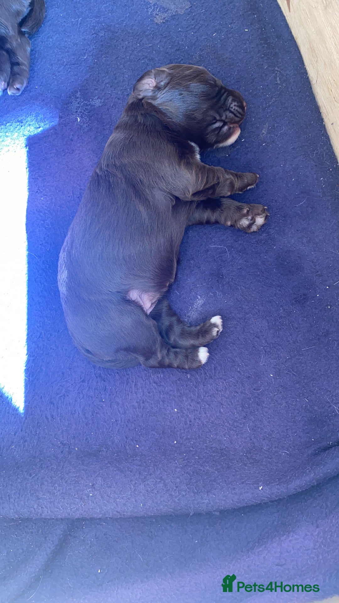 Cocker Spaniel dogs for sale: Beautiful Cocker Spaniel Puppies  - Image 4