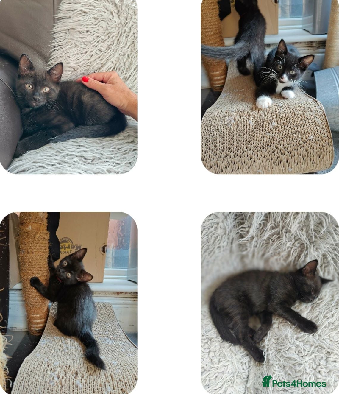 Mixed Breed cats Beautiful black long hair kittens  - Advert 1