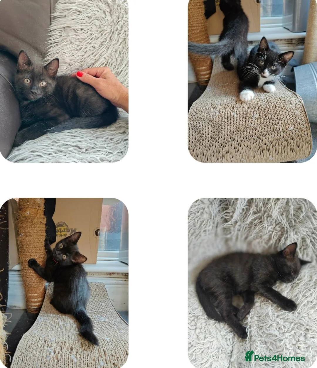 Mixed Breed cats for sale: Beautiful black long hair kittens  in Louth - Advert 1