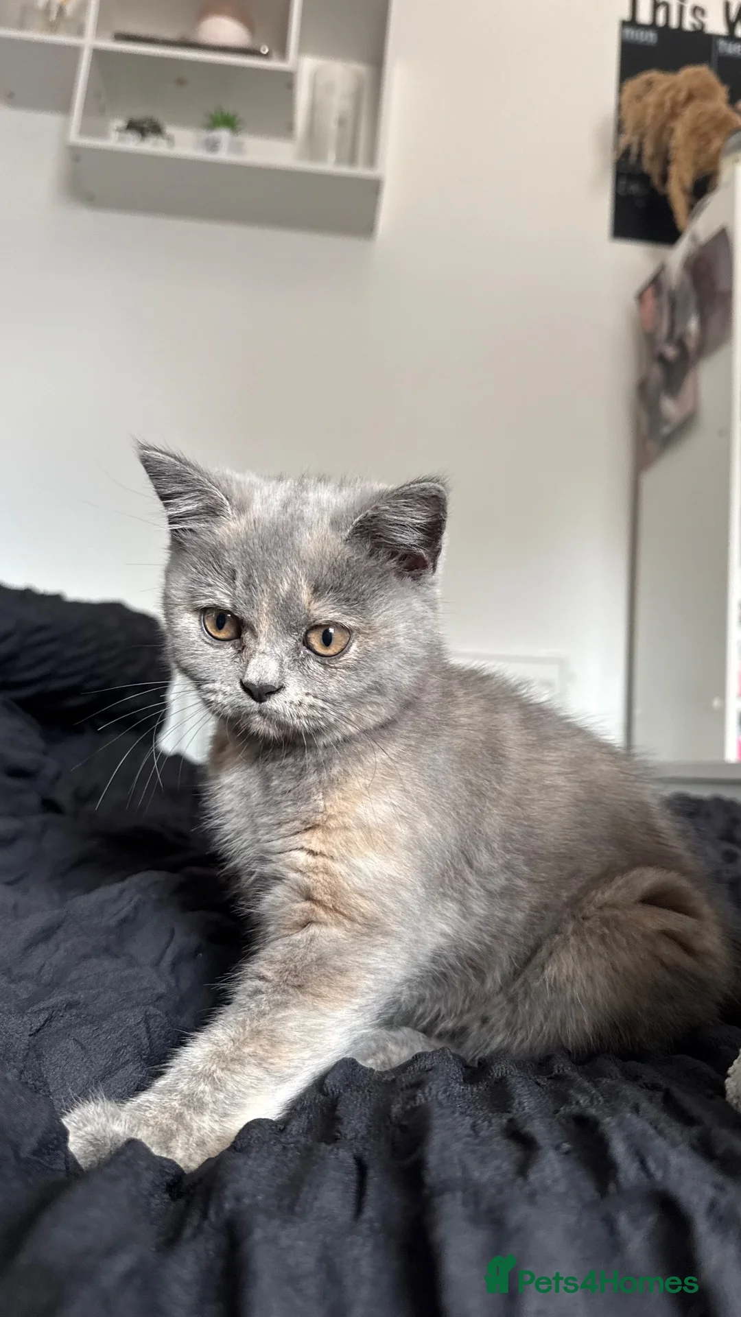 British Shorthair cats for sale: ‼️2 REMAINING‼️ BSH cross kittens available💞 - Advert 2