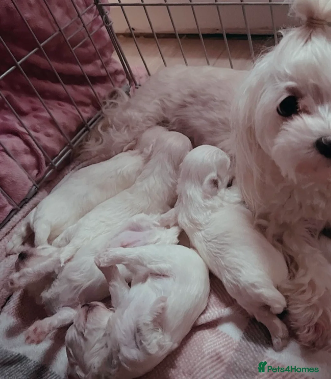 Maltese dogs for sale: Maltese pups kc reg - Advert 2
