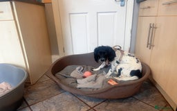 English Springer Spaniel dogs for sale: Poppy ( beautiful Angel) - Image 9