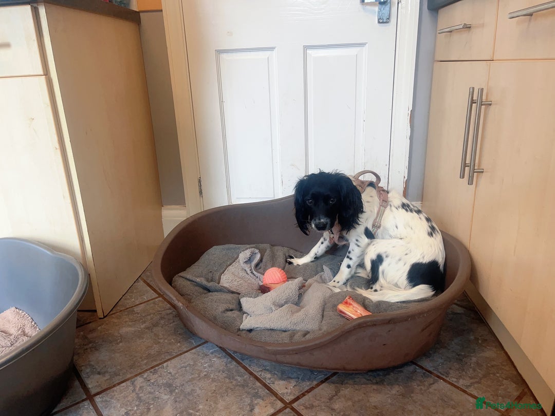 English Springer Spaniel dogs for sale: Poppy ( beautiful Angel) - Image 9