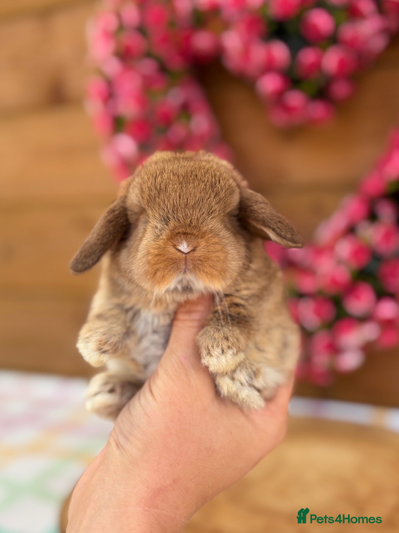 Mini Lop rabbits Friendly Mini Lops - Advert 1