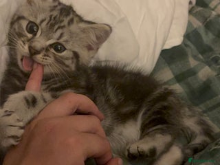 British Shorthair cats - Advert 10