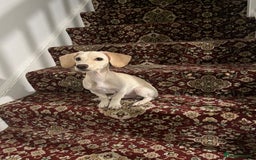 Mixed Breed dogs for sale: Miniature Jackweenie Puppy For Sale  - Image 2