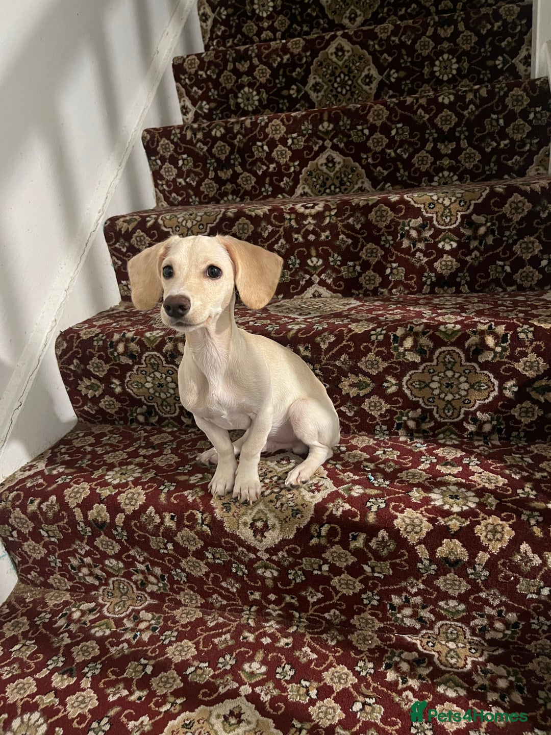 Mixed Breed dogs for sale: Miniature Jackweenie Puppy For Sale  - Image 2