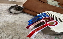 Maine Coon cats for sale: Black smoke mainecoon kittens - Image 3