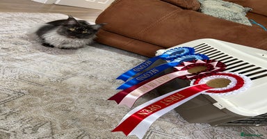 Maine Coon cats - Advert 5