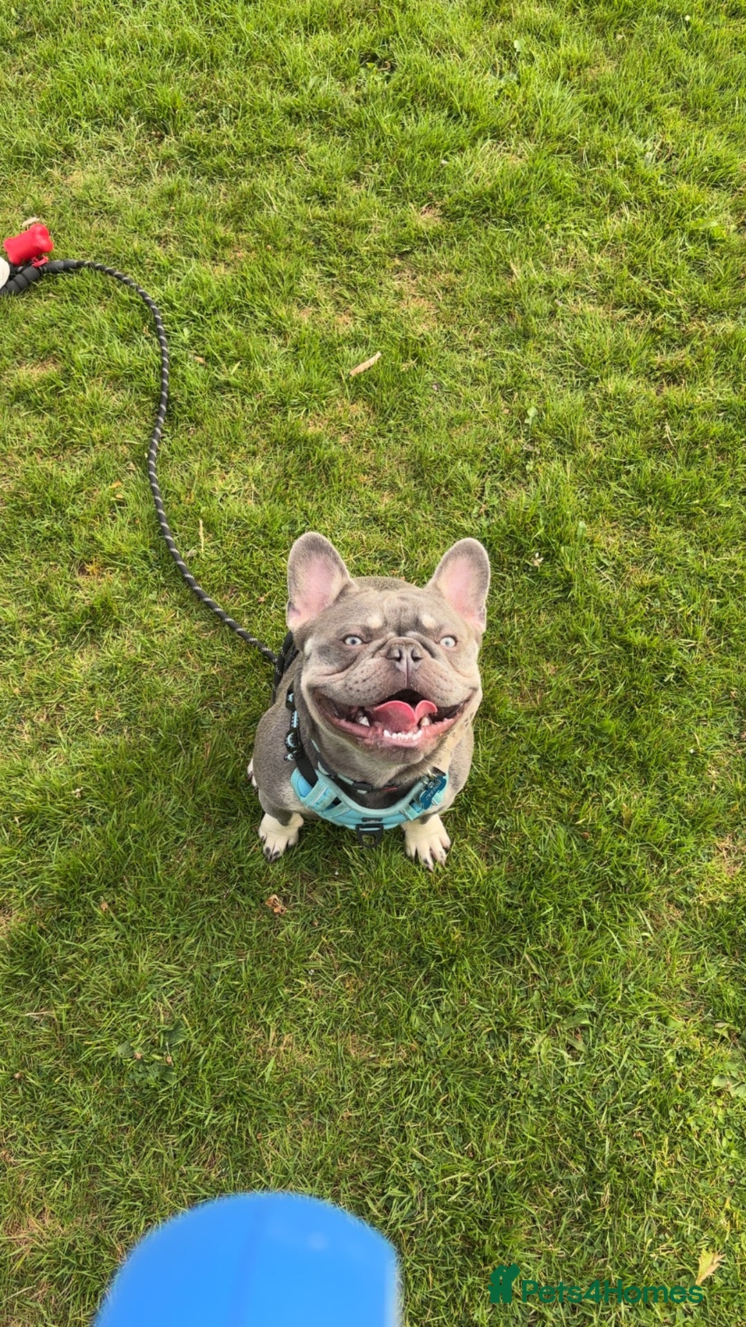 French Bulldog dogs for stud: blue and tan french bulldog stud - Advert 2