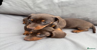 Miniature Dachshund dogs - Advert 14