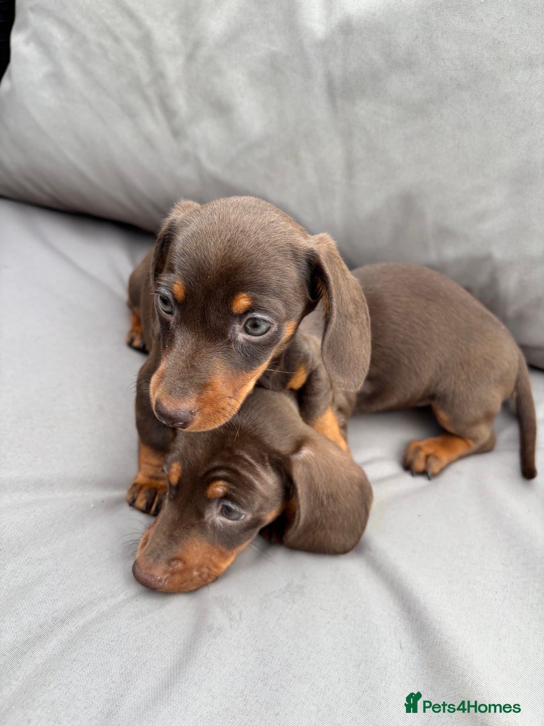 Miniature Dachshund dogs for sale: Miniature dachshunds - Image 2